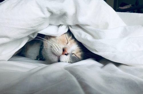 Cat in bed